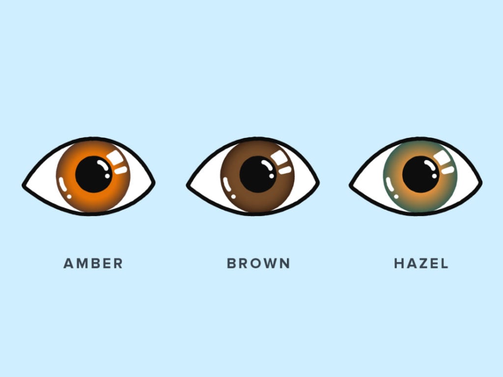2. The Genetics Behind Amber Eyes and Blue Hair - wide 1