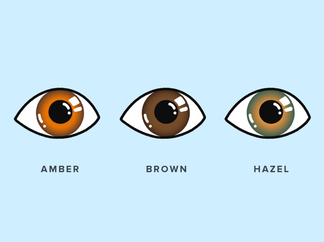 An illustration comparing amber, brown, and hazel eye colors